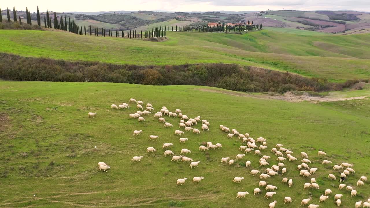 Riprese aeree del gregge di pecore.