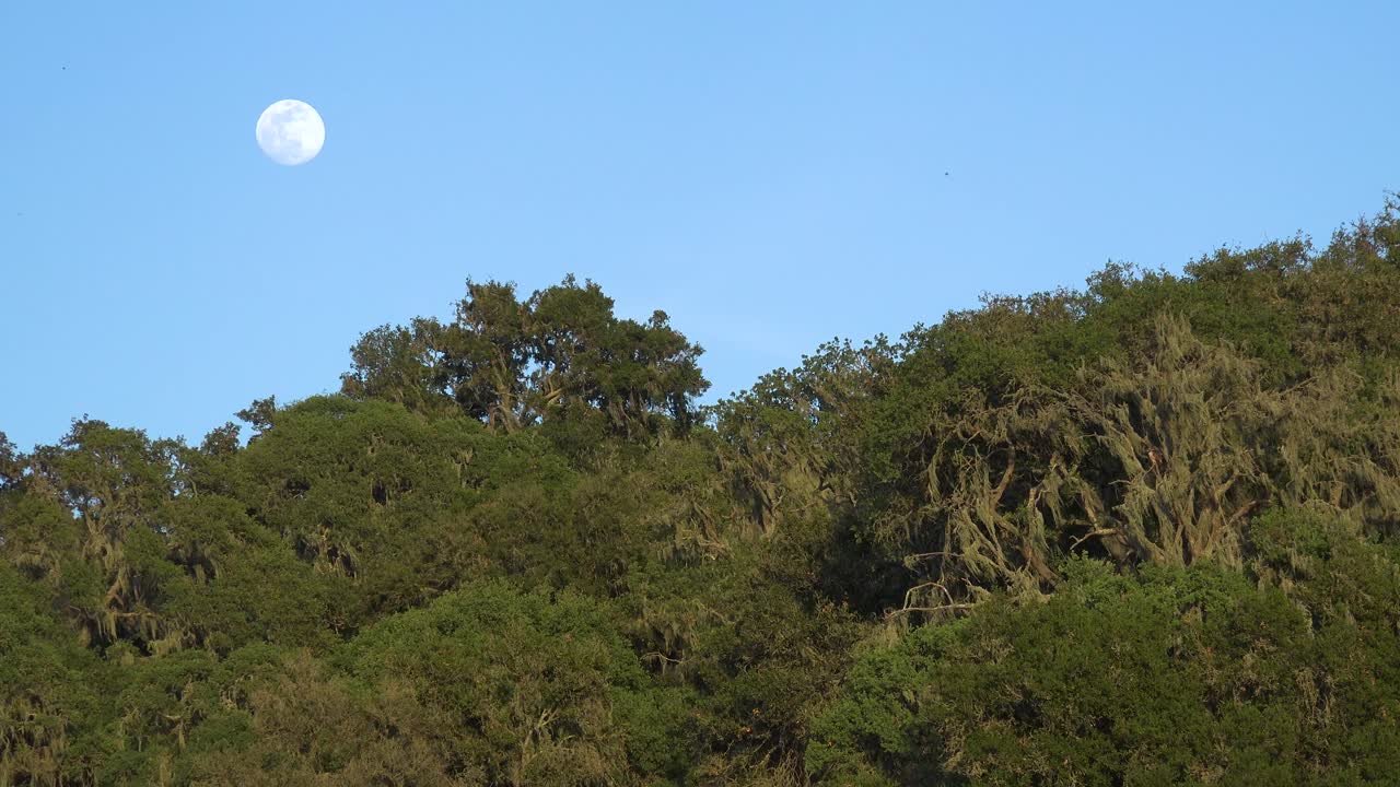 Uma lua cheia nasce sobre uma encosta na Califórnia Central nesta bela fotografia da natureza
