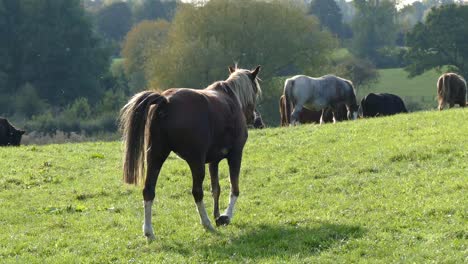 Caballo-Marrón-Joven-Caminando-Por-El-Campo