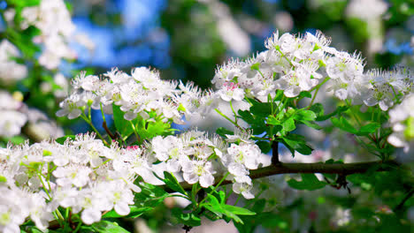 hawthorn blossom moving gently in the summer breeze