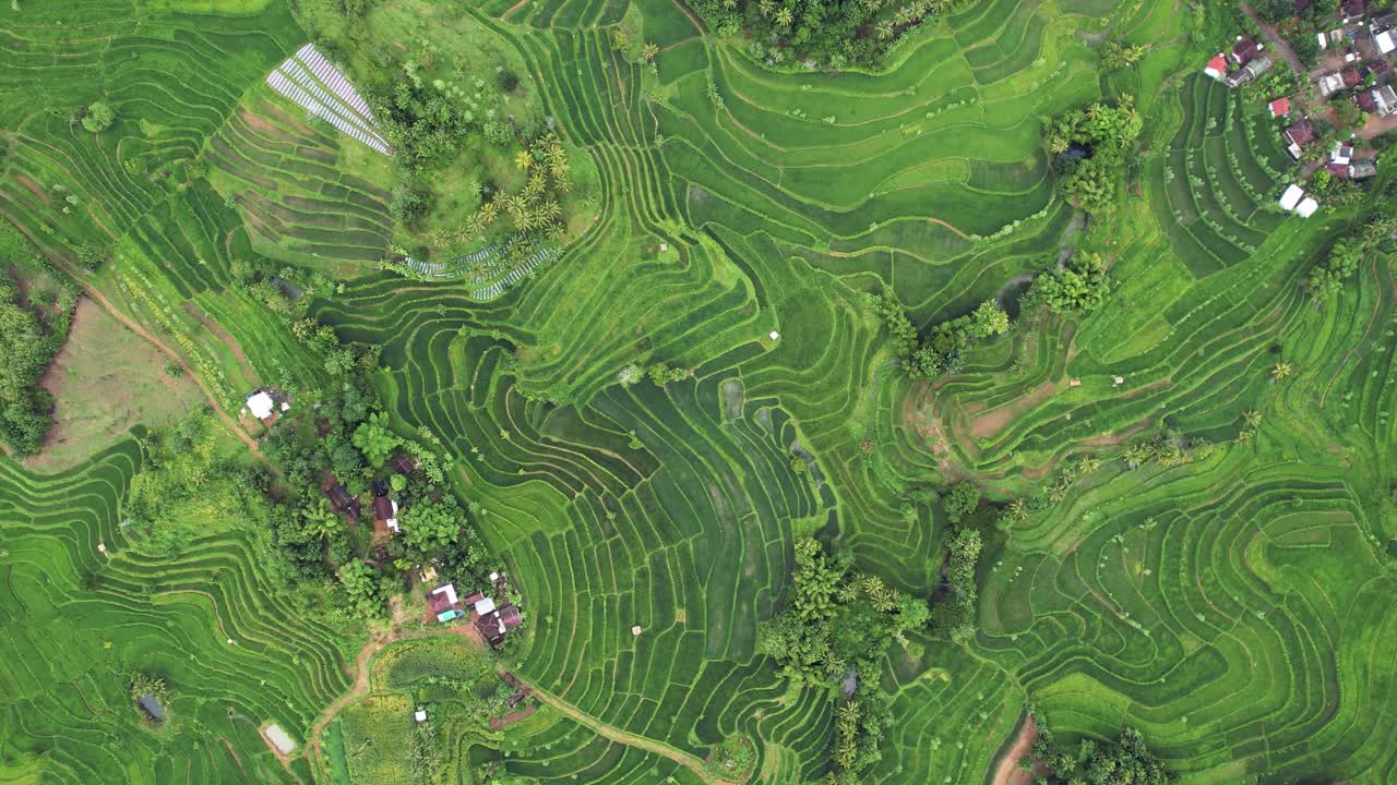 vista aérea de las terrazas de arroz verde en lombok, indonesia