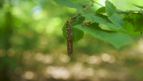 Eine-Einzelne-Korkenzieher-Haselblüte,-Die-Leicht-Im-Wind-Auf-Einem-Ast-Weht