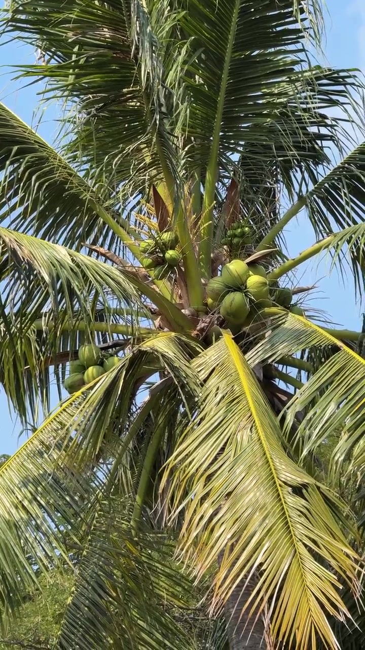 Close-up of Green Coconuts Growing on a Palm Tree