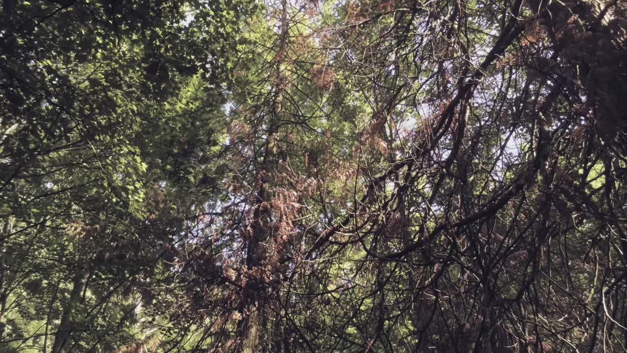 A withered tree in the middle of a beautiful lush forest - tilt down