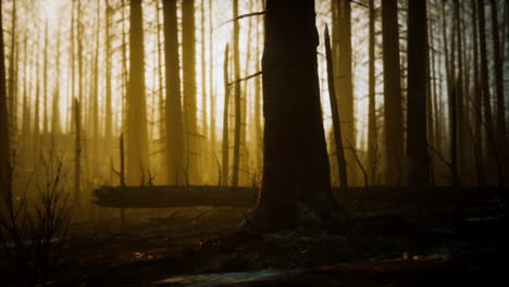 Burned-trees-after-wildfire-with-pollution-and-a-lot-of-smoke