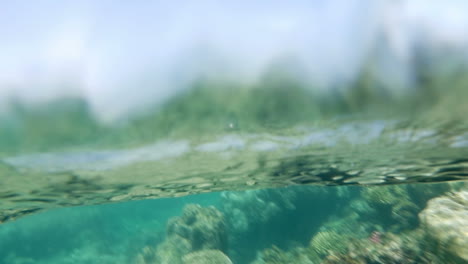 coral reefs in shallow sea water