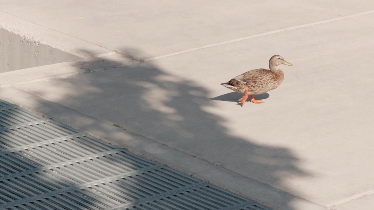 Tracking shot follows a duck walking left to right beside water and concrete.
