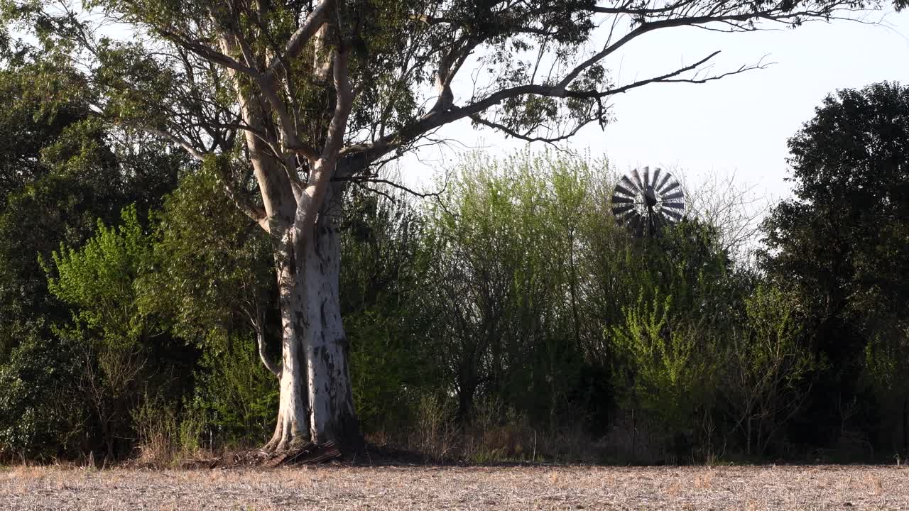 아르헨티나 산타페의 나무들 사이에 보이는 풍차