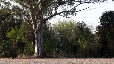un molino de viento visto entre los árboles en santa fe, argentina