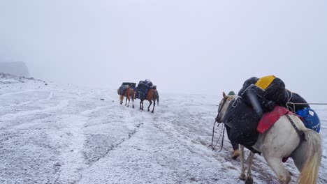 loaded pack horses ascending the gergeti glacier on the way to mt