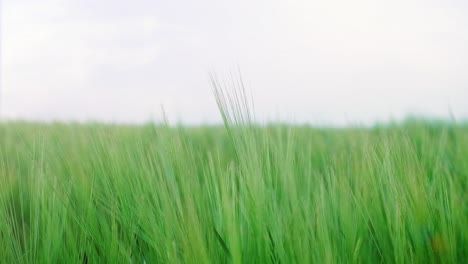 close up of green barley on the field