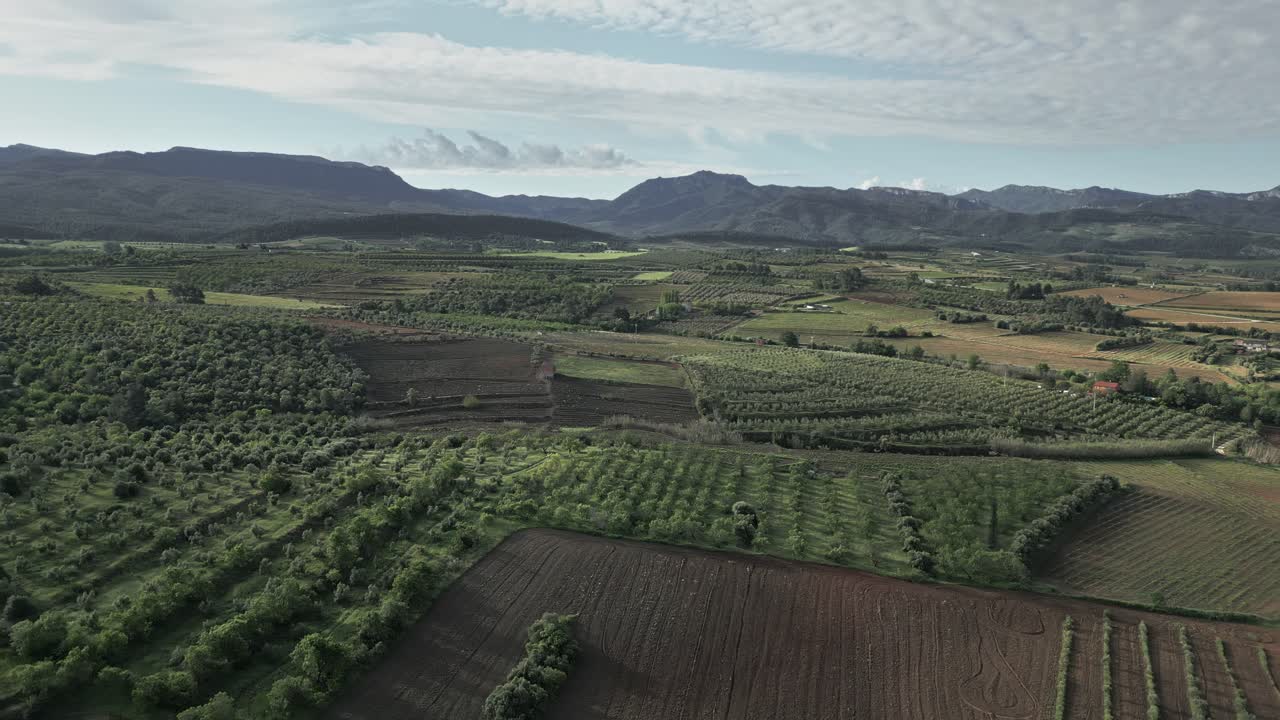 Natural park landscape with vineyards and olive groves in priorat region, catalonia, spain, features agricultural fields and mountain range under a cloudy sky