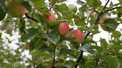 Close-up of ripe apples on a branch in autumn