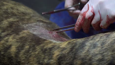 los veterinarios limpian la herida y cosen la herida de un perro después de realizar una cirugía de esterilización