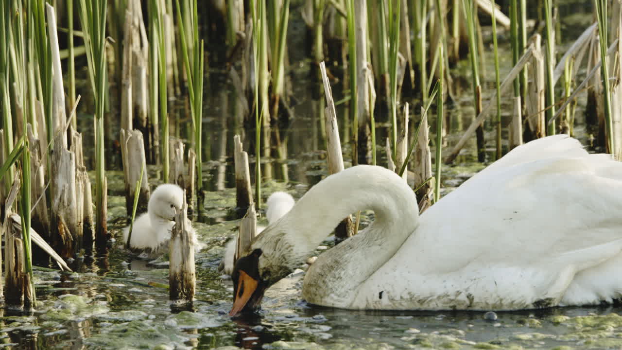 Two adult swans and their baby cygnets float peacefully around the pond.