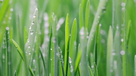 green grass close-up super macro shooting.