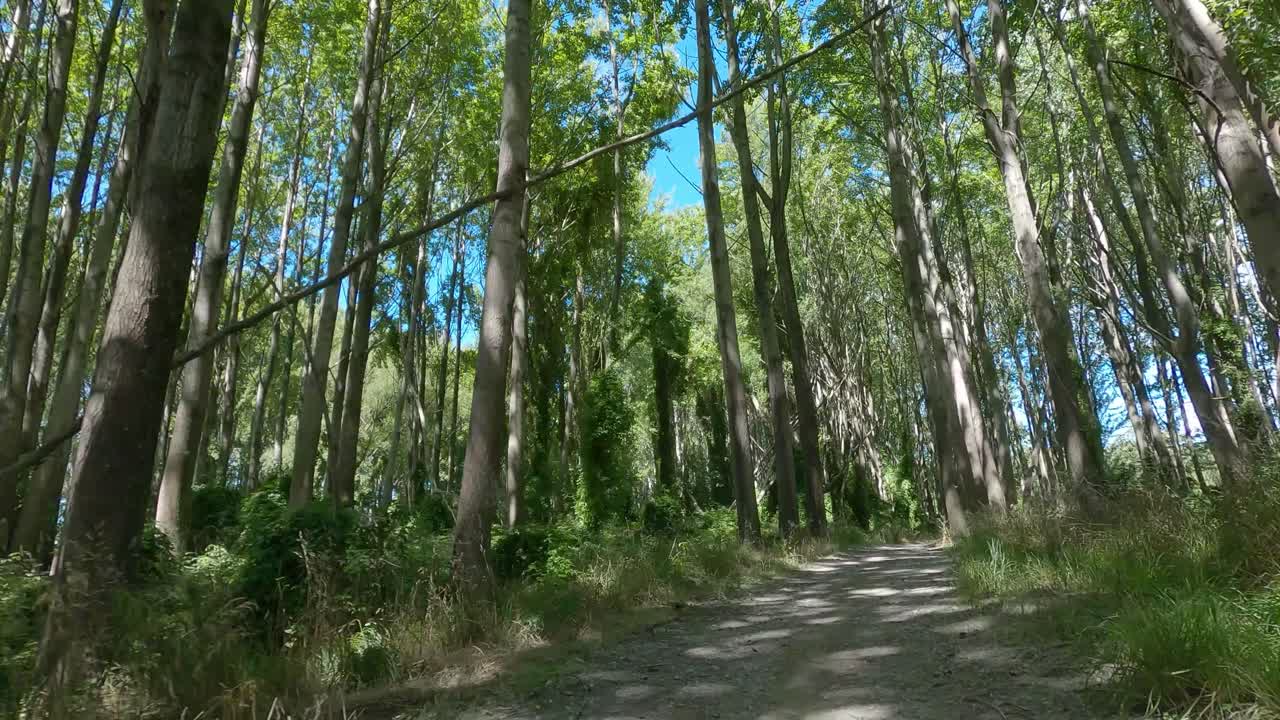 트랙의 밝고 어두운 패턴을 가로질러 아름다운 숲을 통과하는 pov 오프로드 사이클링 - ashburton river trail