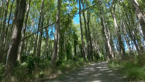 트랙의 밝고 어두운 패턴을 가로질러 아름다운 숲을 통과하는 pov 오프로드 사이클링 - ashburton river trail