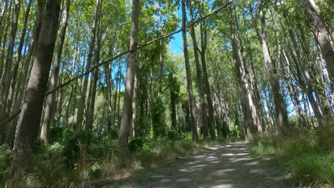 pov off-road cycling through beautiful forest across light and dark patterns in track - ashburton river trail