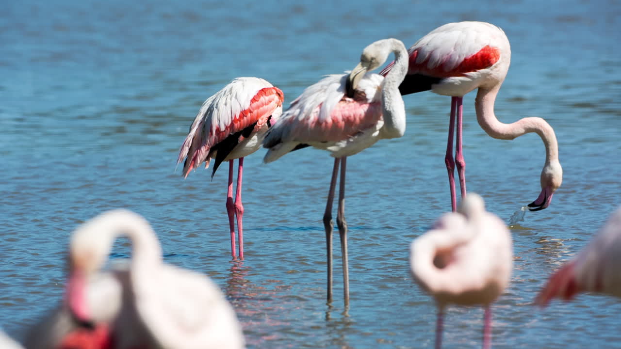 카마그 플라밍고 44