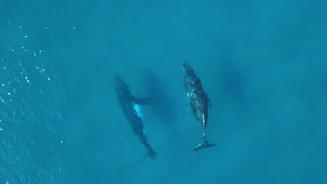 una pareja de ballenas navegan a través de las aguas azules del océano y surgen para tomar un soplo de aire fresco