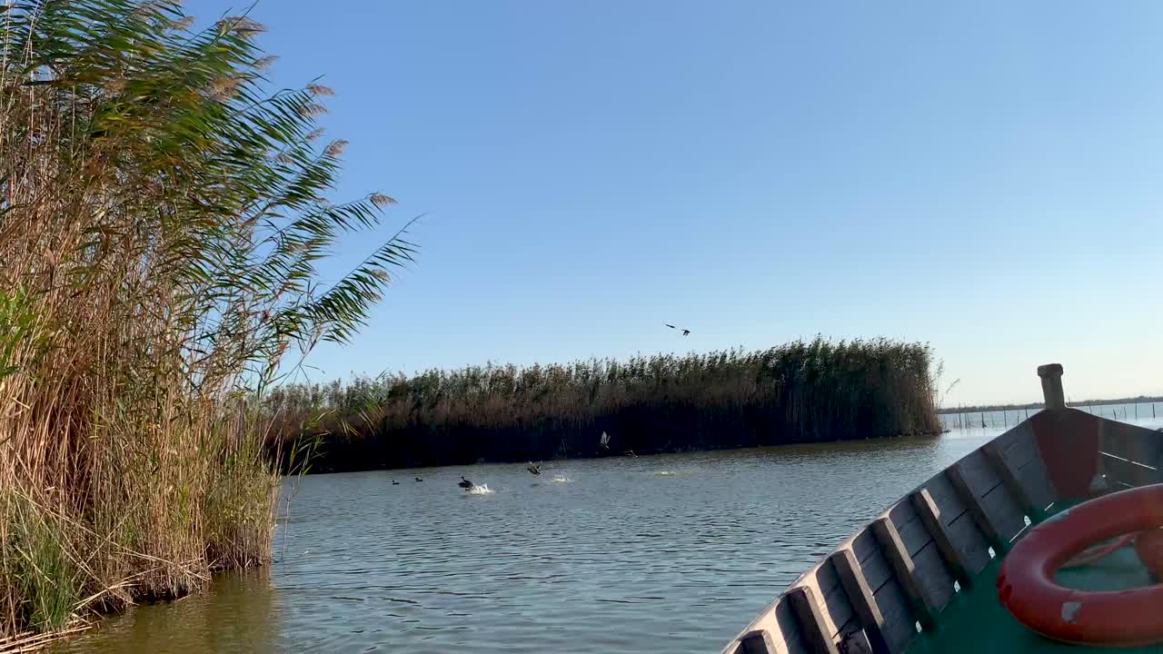 pájaros tomando vuelo en l'albufera, valencia