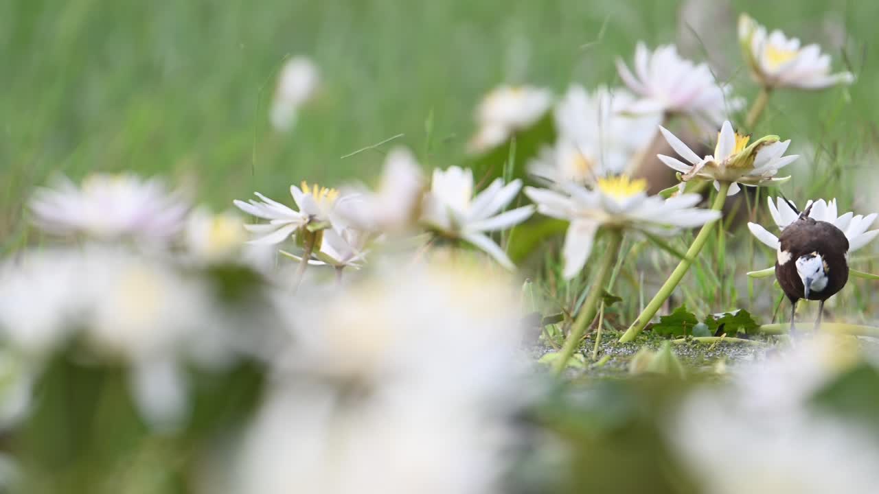 물 릴리 꽃 의 아름다운 서식지 에서 습지 의 여왕 인 파산  ⁇ 리 자카나
