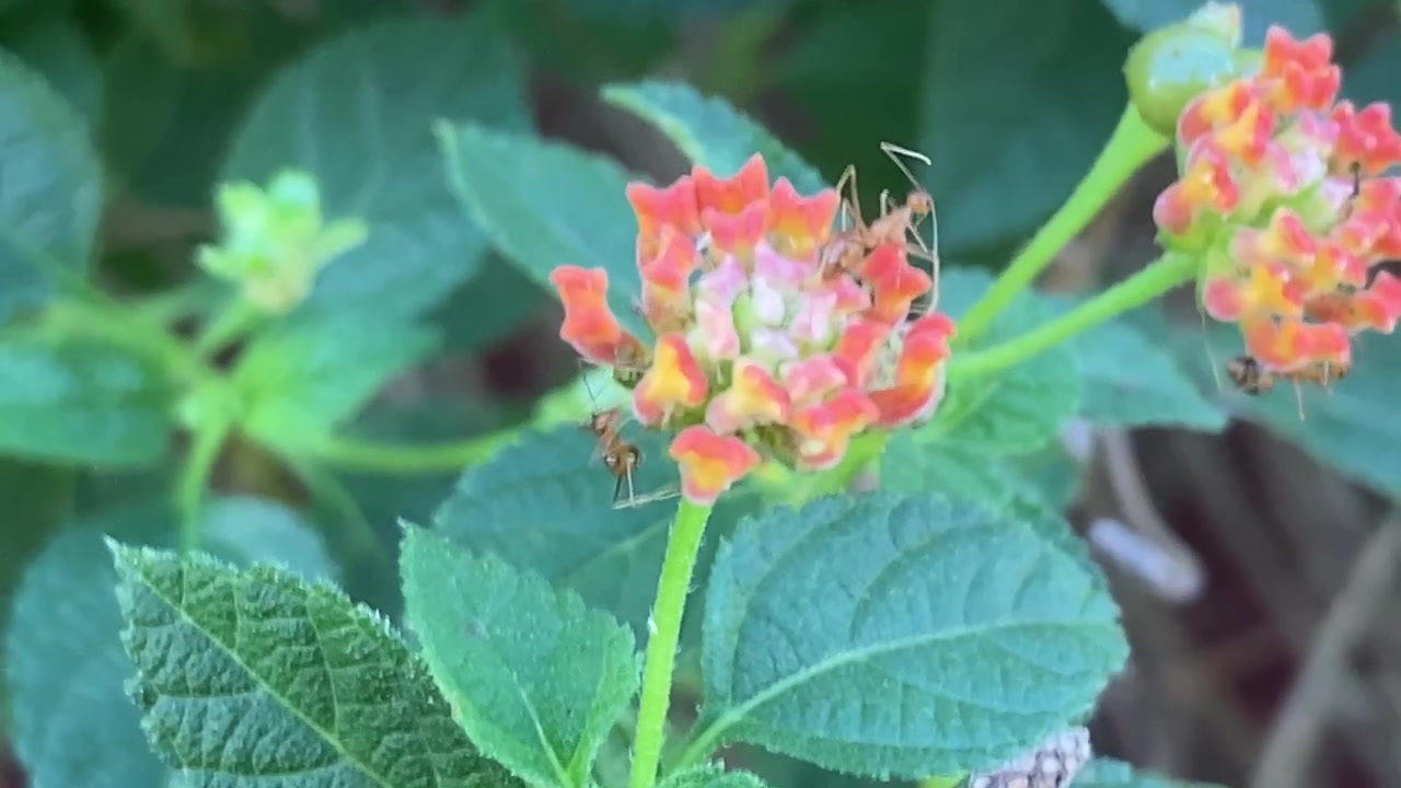 Semut Merayap di Bunga Lantana Cerah di Taman