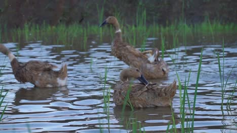 Nahaufnahme-Einer-Entenherde-Auf-Dem-Teich-Mit-Etwas-Wassergras---Viehvideo