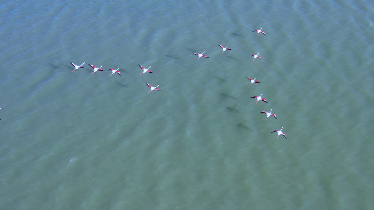 물 위를 날아다니는 분홍색 플라밍고 은 날