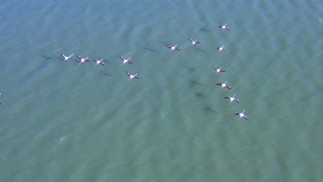 Flamencos-Rosados-Volando-Sobre-El-Agua-Día-Soleado