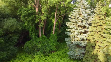 Walking-Through-Wild-Forest-Densely-Covered-With-Vegetation-And-Trees-Near-Montreal,-Quebec-Canada