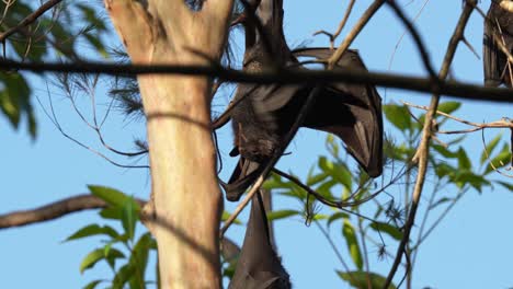 flying fox roosting in a tree scratches and cleans itself with open wings