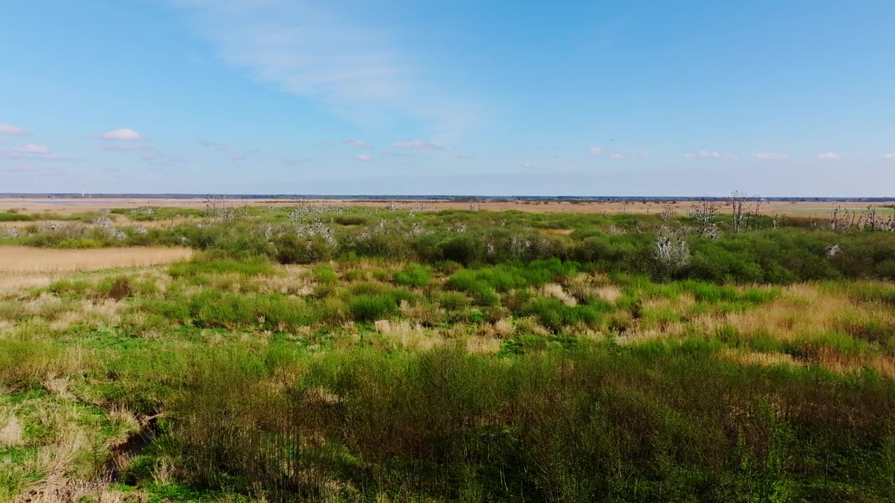 Moerasland nabij het Liepaja-meer in Letland met in de verte dode bomen waar aalscholvers verblijven.