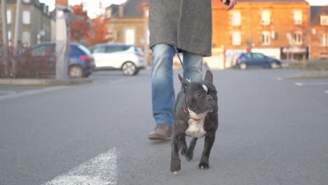 beautiful black french bulldog walking on a concrete road facing the camera