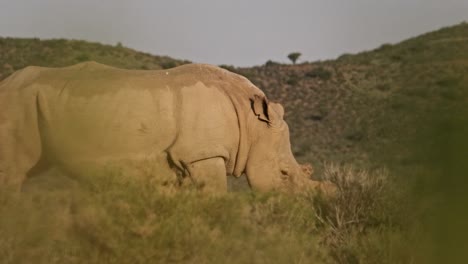 rinoceronte blanco hembra caminando por los arbustos en el desierto del sur de áfrica