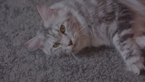 close up of white and grey maine coon cat on the floor looking at the camera