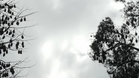 PAN-LEFT-To-Reveal-A-Colony-Of-Flying-Foxes-Hanging-Upside-Down