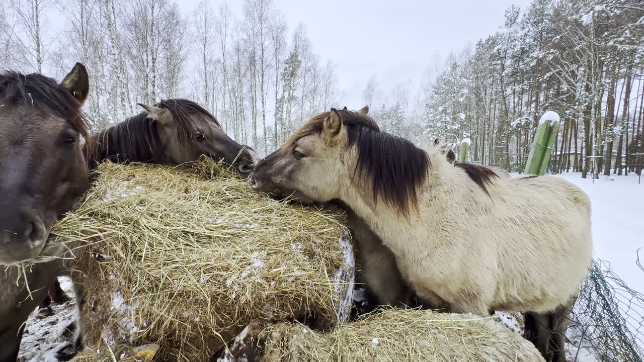 Heste, der æder hø om vinteren på en bondegård i et snedækket landskab omgivet af træer og natur.