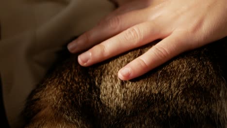 close-up of a hand gently petting a cat