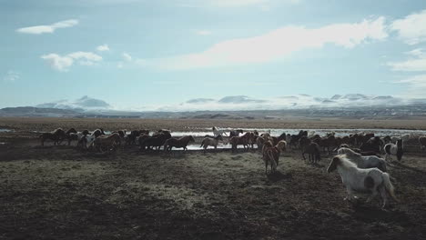 Caballo-Islandés-Negro-En-Ambiente-Frío