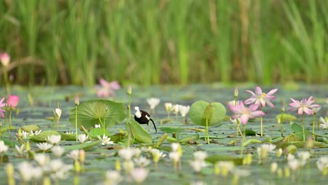 a pheasant-tailed jacana gently walks across oversized lily pads and vibrant pink flowers during a calm morning