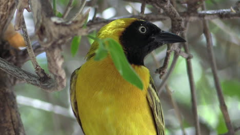 southern-masked-weaver-on-a-branch,-carefully-observing-environment,-close-up-shot-showing-upper-body-parts