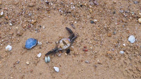 view of eroded seashells and crab laying on the beach sand in hong kong