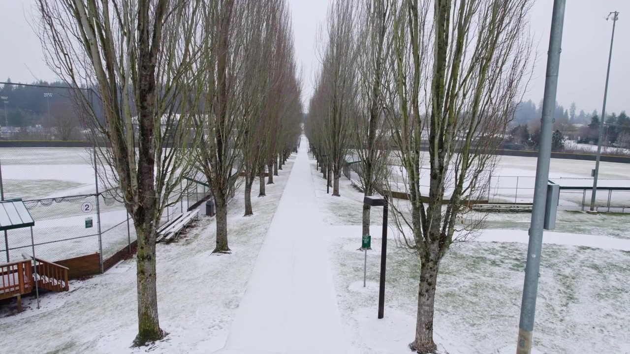 Ripresa con drone lungo un lungo sentiero invernale, fiancheggiato da alberi spogli in un parco tranquillo