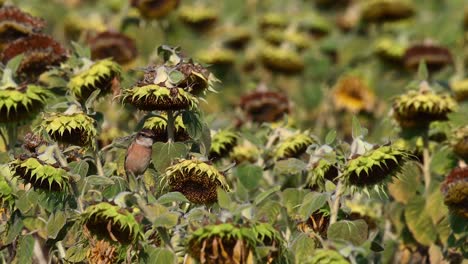 Pied-Bush-Chat,-Saxicola-caprata,-perched-on-a-Sunflower-facing-the-morning-sun-while-also-using-a-flower-pod-as-an-umbrella-while-the-wind-swings-the-flowers-then-the-Chat-flies-away