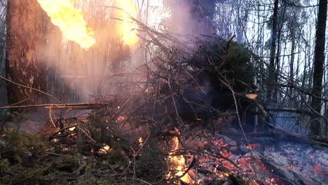 large fire or bonfire burning with hot flames in damp and wet autumn or winter forest during day time. branches are catching big flames and fire in slow motion with trees and green moss visible.