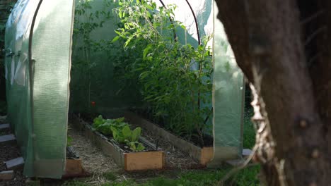 homegrown vegetables in a greenhouse