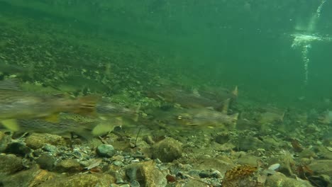 Wildforellen-Und-Atlantischer-Lachs-Im-Fluss-Erschrecken,-Wenn-Steine-Ins-Wasser-Spritzen