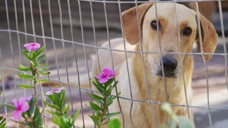 Verlassener-Hund-In-Einem-Tierheim-Eingesperrt